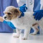 Paredes promove Campanha de Vacinação Antirrábica nas freguesias do concelho