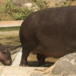 Zoo Santo Inácio celebra nascimento de hipopótamo-pigmeu macho