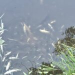 Peixes mortos encontrados no rio em Recarei